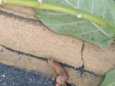 Shocking find dismembered man on a brazil highway