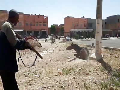 Horse rabid in the middle of the public