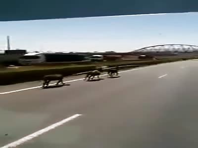 New generation animal highway I leave you the choice of comment