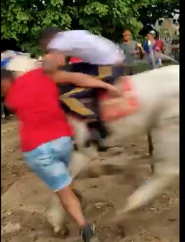 Brazilian killer horse