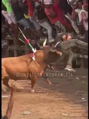 Brutal bull attack in cordoba bull festival