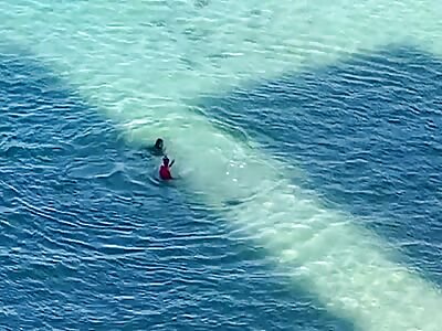 Mother Seal attacks swimmer 