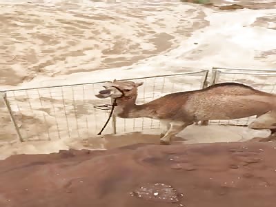 Poor camels, flood in the desert