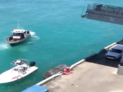 Coast Guard vs. Organized Crime