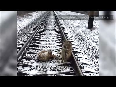 Dog Refuses to Leave his Crippled Best Friend in the Face of Death 