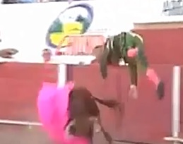 Bull Puts a Hurting on Guy