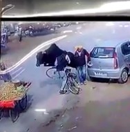 Man Talking With his Friend knocked out by Crazy Bull 