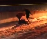 CCTV Murder ,  Nightclub Stabbing in Romania