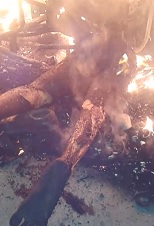 Night Time BBQ... Crowd Gathers With Marshmallows