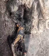 B.B.Q! Bring the Marshmallows. 