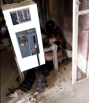 Cable Thief Suffers For His Greed...