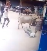 Bull Wins...Scores a Fatality! 