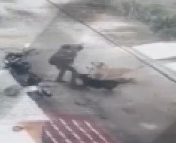 Stray Dogs Attack Woman on the Street.