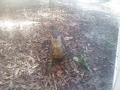 HOW NOT TO FEED AUSSIE WILDLIFE