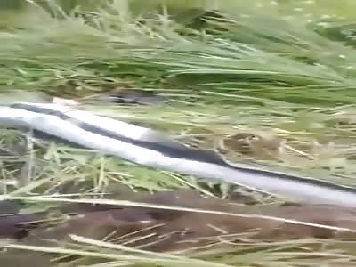 SHOCKING AFTERMATH OF AN ACCIDENT