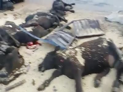 CATTLE TRUCK ACCIDENT