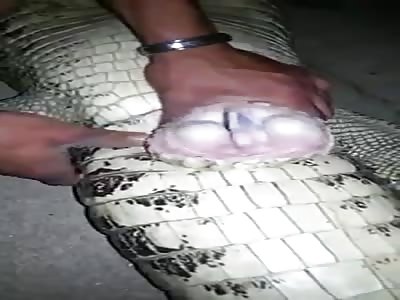 See you later alligator 