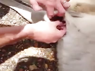 Saving the life of a donkey