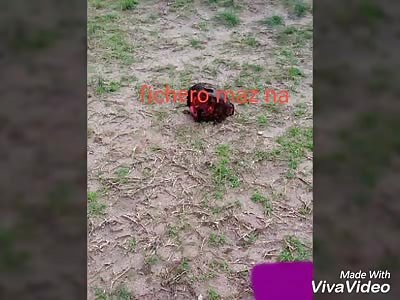 Of the beheaded blacks