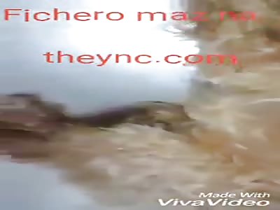 Dog infected with worms