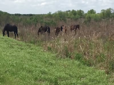 Horse attacks crocodile