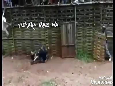 Pitbull attacks man