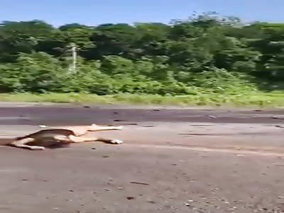 Mexicans stealing accident victims