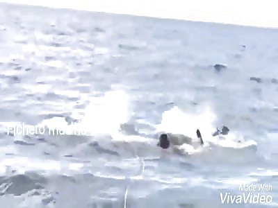 FATAL: Elephant Dies in the Drowned Sea