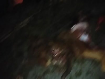 ACCIDENT LEAVES ANIMALS DEAD