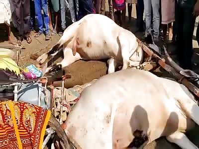 Everyone is Dead..Devastating Aftermath of Road Accident