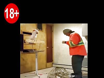 Funny 18+ | The Parrot curses its Boss