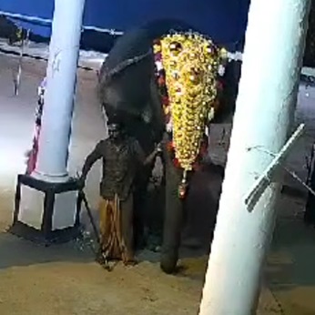 Elephant Killed Mahout During Temple Procession 