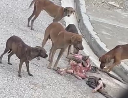  Stray Dogs Eating Bodies of Dead Haitians Killed during Clashes 