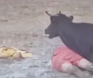 Ecuadorian gored by bull 