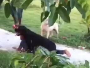 Kid Being Mauled by Huge Dog is Saved by Brave Man.