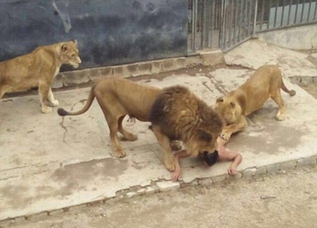 Lions Got A Free Meal