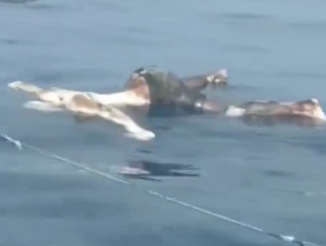  floating corpse in the vicinity of Puerto Colombia