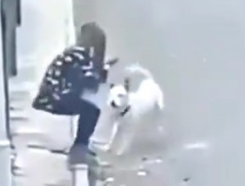 Aggressive dog attack young woman 