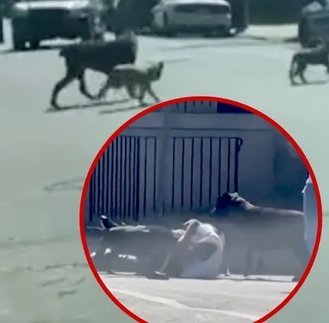 Man Almost Eaten Alive by Dogs in Philadelphia