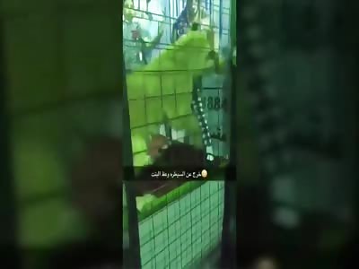 Kid Attacked by Lioness