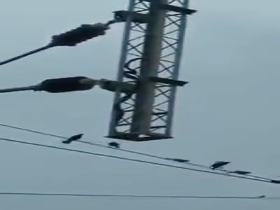 Snake Electrocuted. Skip to 1:20