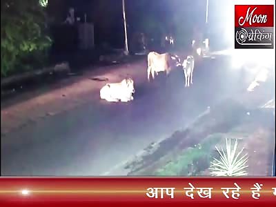Cow vs Bike Fatal Accident