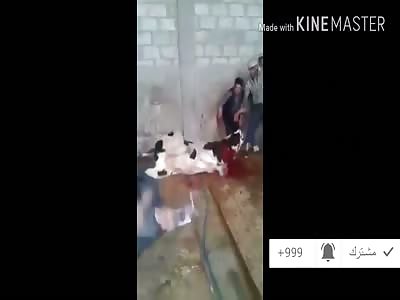 Old Man Killed in Slaughterhouse Accident