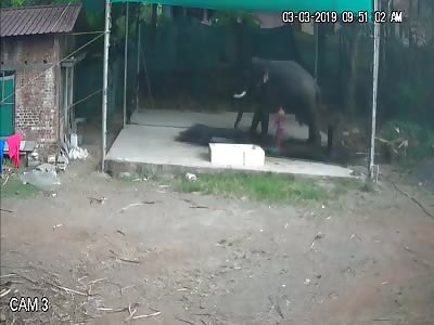 Man Crushed to Death Under an Elephant While Bathing Him