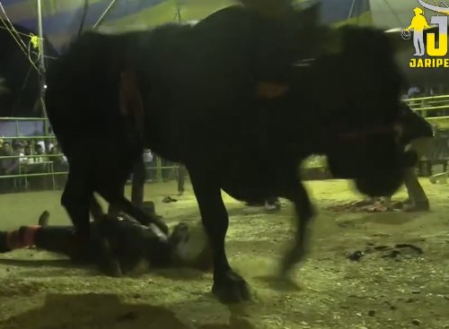 man brutally beaten by angry bull