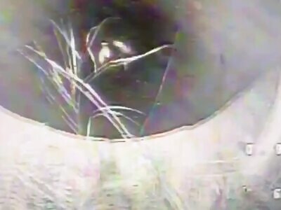 Illegal Immigrant Sewer Rat Was Caught