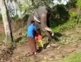 Elephant attack little boy in front of his father 