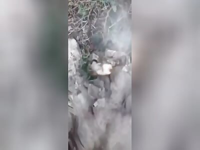 Vaccine Delivery For Zigger