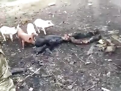 Cannon Fodder Becomes Fodder