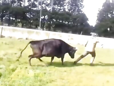 Man Ganged up on by Cows